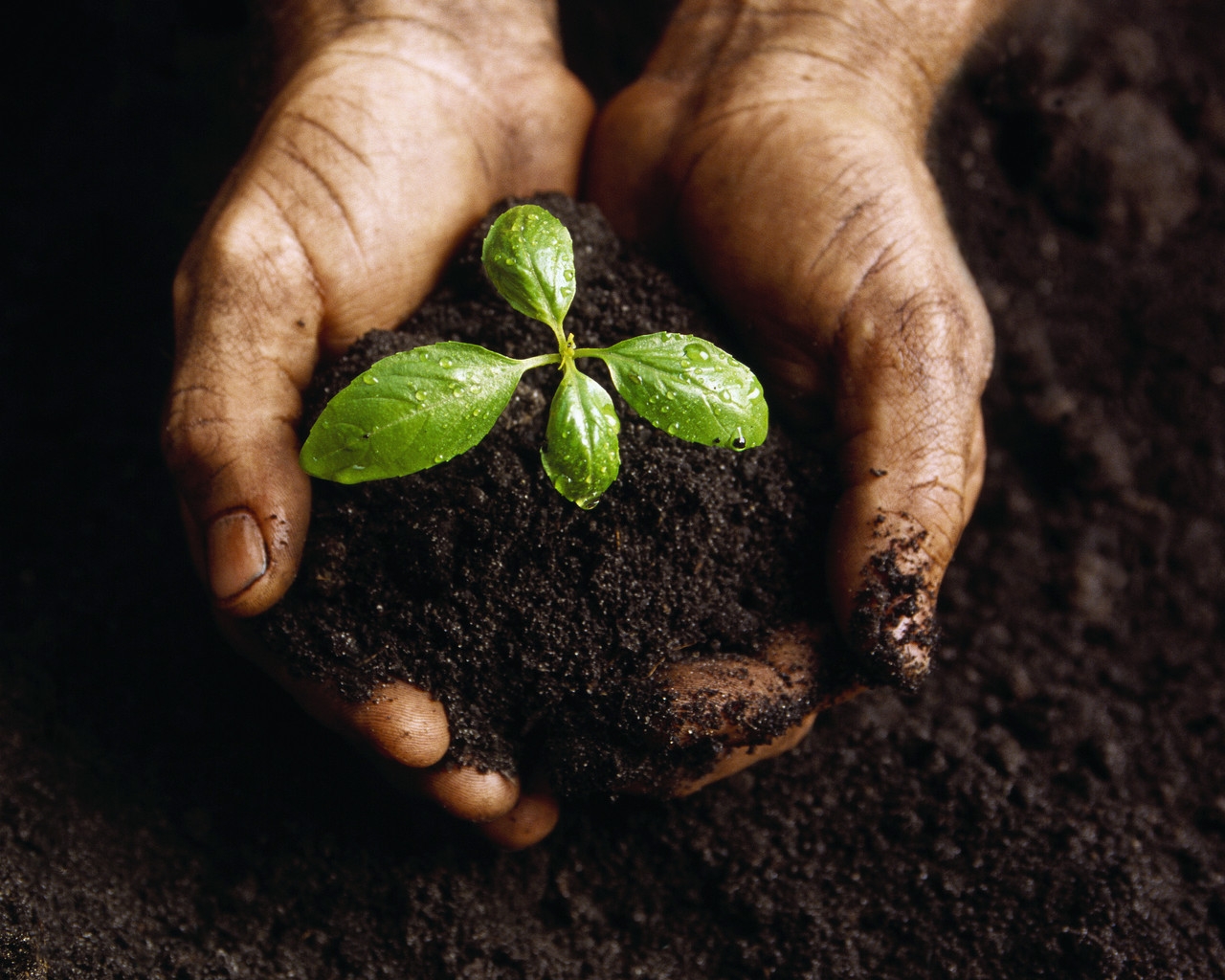 Plantas que ayudan a la fertilidad